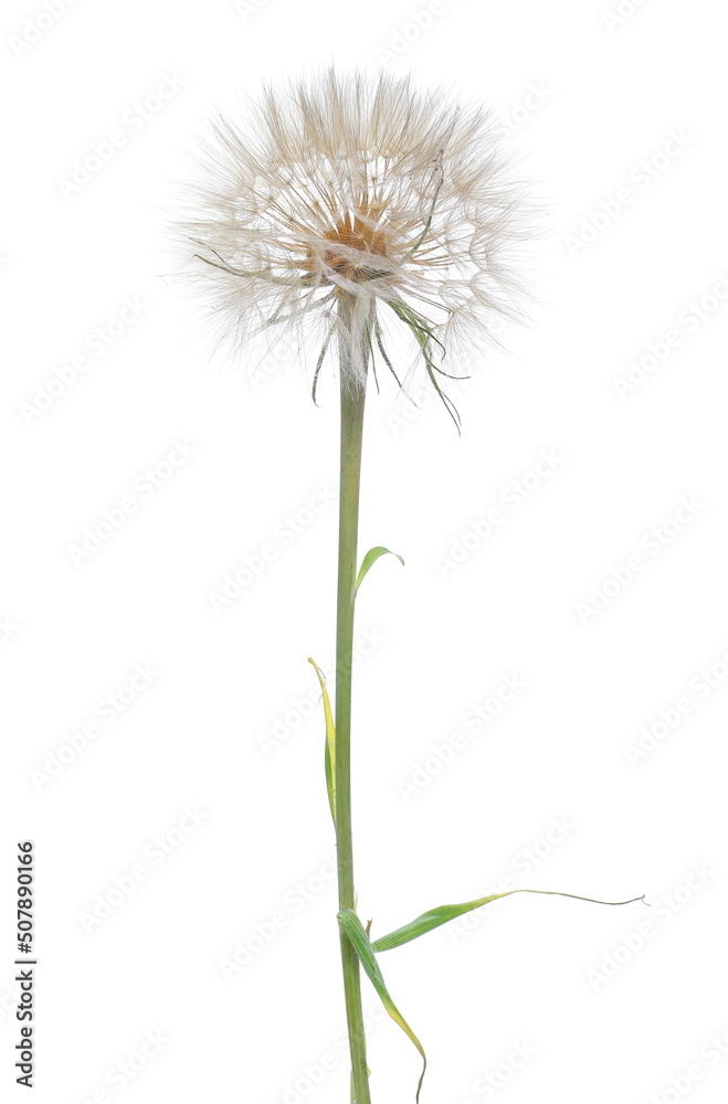 Dandelion spores blowing isolated on white Dandelion spores blowing isolated on white