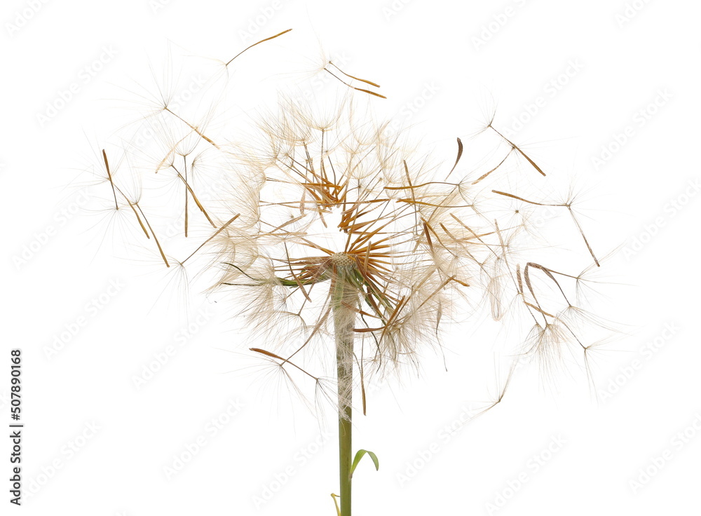 Dandelion spores blowing isolated on white