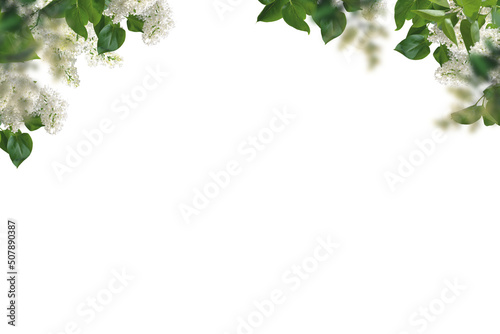 Flowers tree images tree plant images  decorated flower isolated in white background lilac png photo