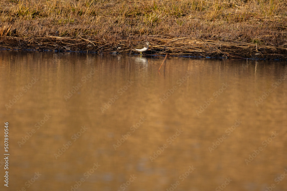 Waldwasserläufer