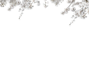 Tree branch flower Photo Overlays, Summer spring painted overlays, Photo art, png