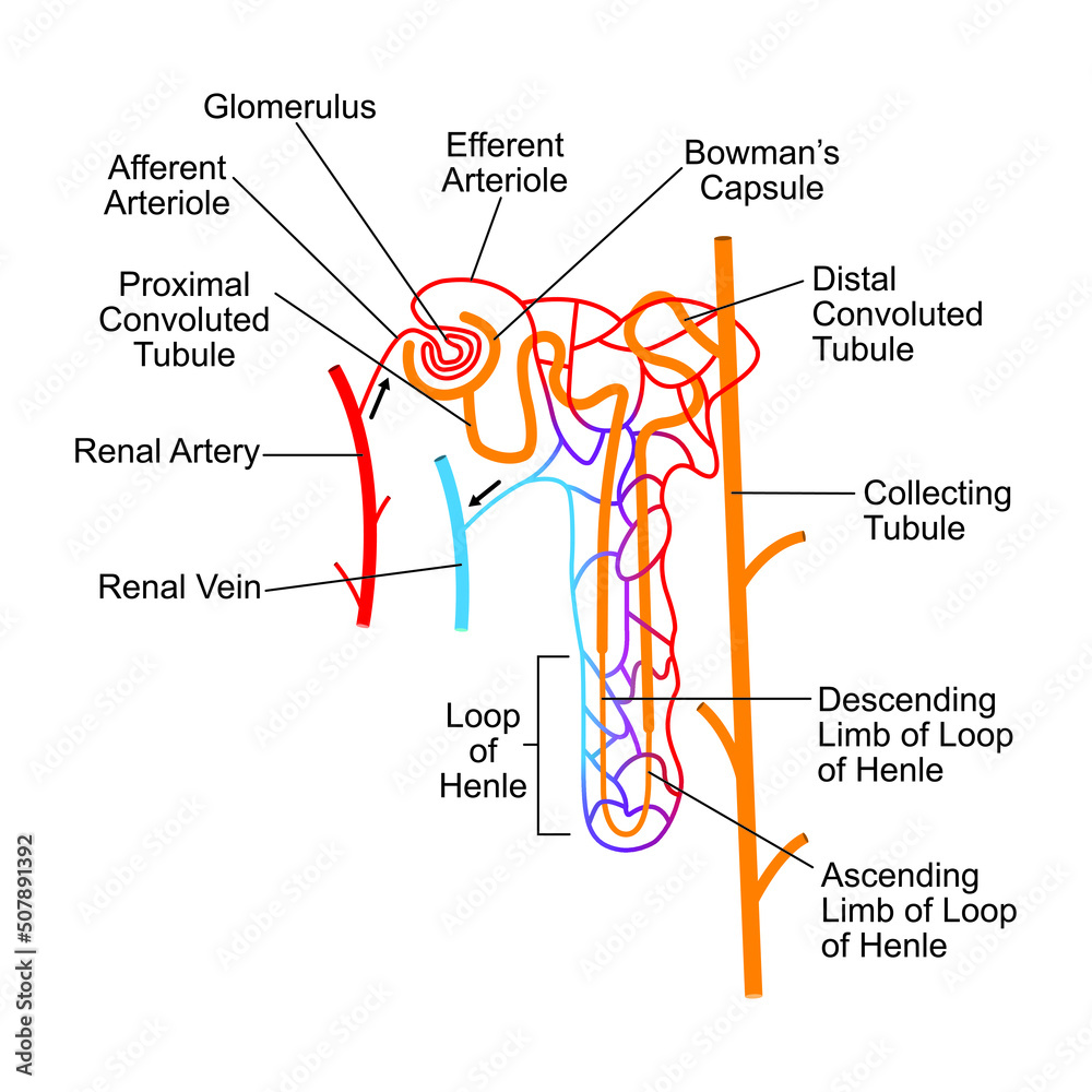 All 95+ Images basic structural and functional unit of the kidney Updated