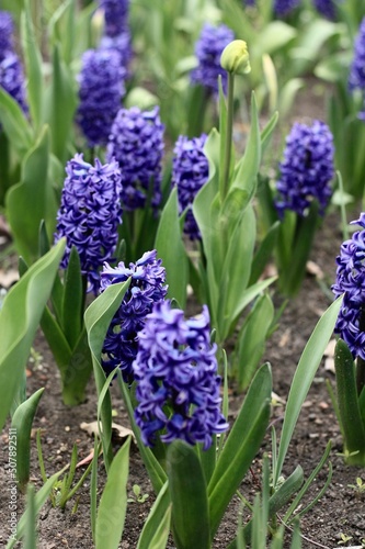 blue hyacinth flowers