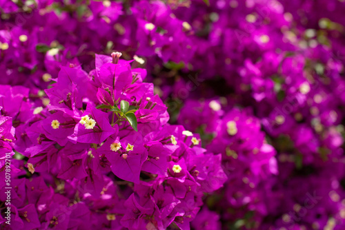 A flowering bougainvillea bush. The background of beautiful bougainvillea flowers in the garden ina blurred focus.