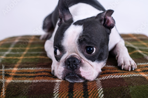 Portrait of a Boston Terrier dog in a cozy home interior on an autumn day. The concept of the autumn mood.