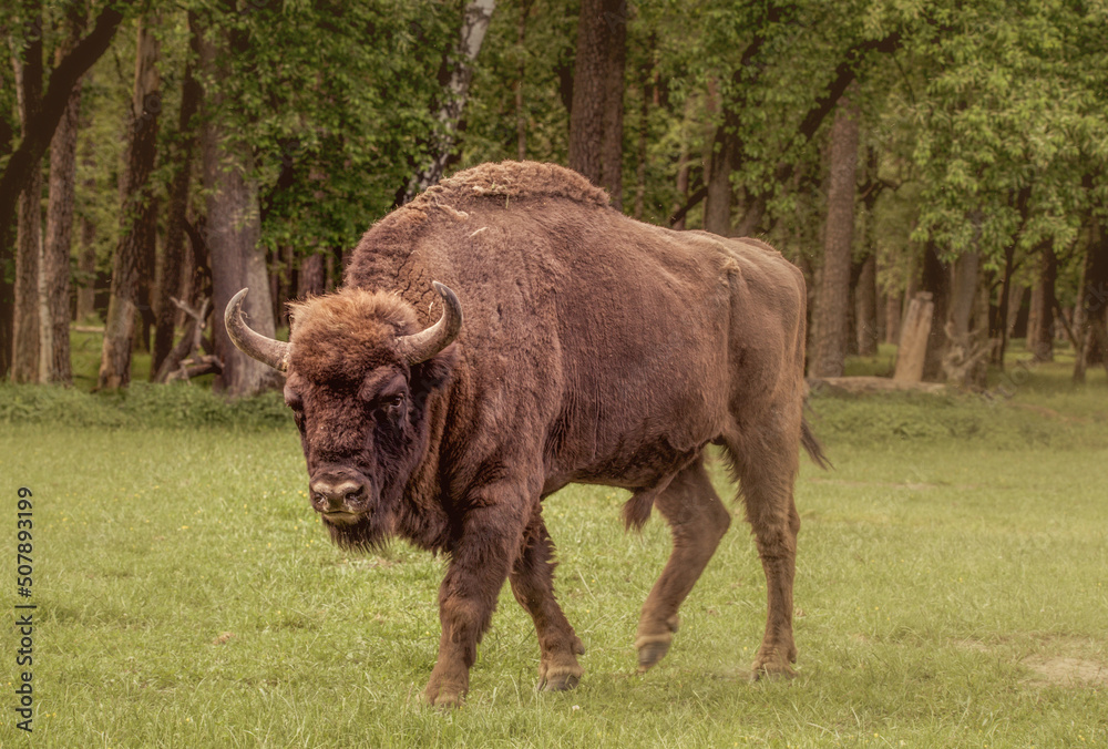 american bison - obrazy, fototapety, plakaty 