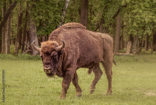 american bison © dream Hunter 