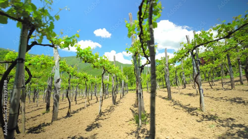 Vineyards with vines and winery along wine road in sun, Georgia country on spring vineyards, mountains. Landscape with green vineyards. Against background there is blue sky and clouds. Wine.