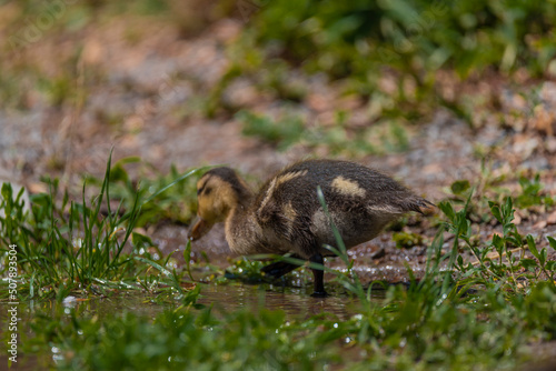 Fototapeta Naklejka Na Ścianę i Meble -  Small duck on green grass in spring sunny windy day