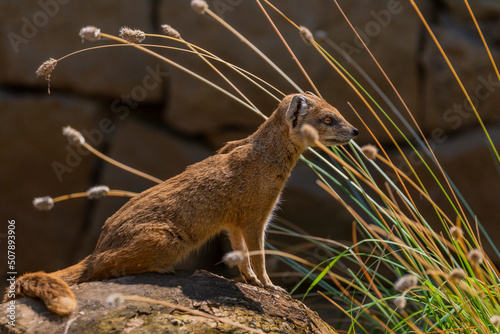 Cynictis penicillata animal under wooden roots on orange sand photo