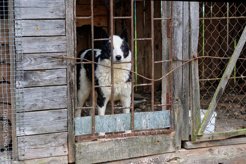 A dog in an old barn behind metal bars
