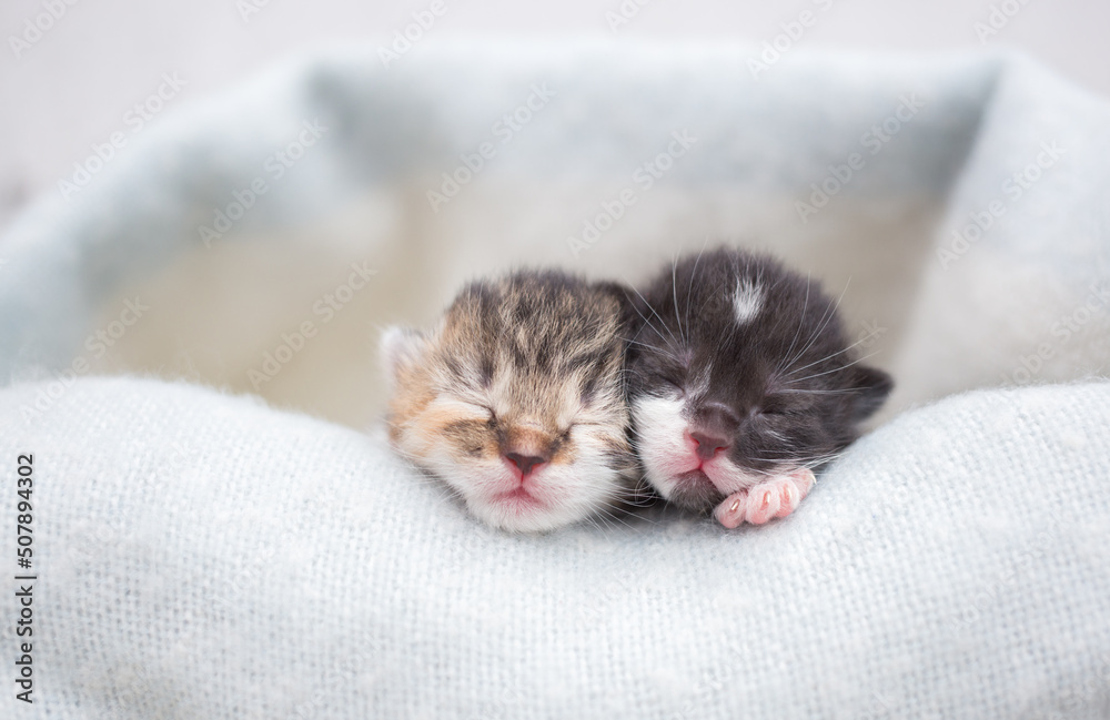 two muzzles of newborn sleeping kittens on a soft knitted blanket. Love for cats. Comfort and tenderness of pets
