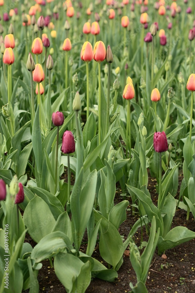 Obraz premium tulips in the garden
