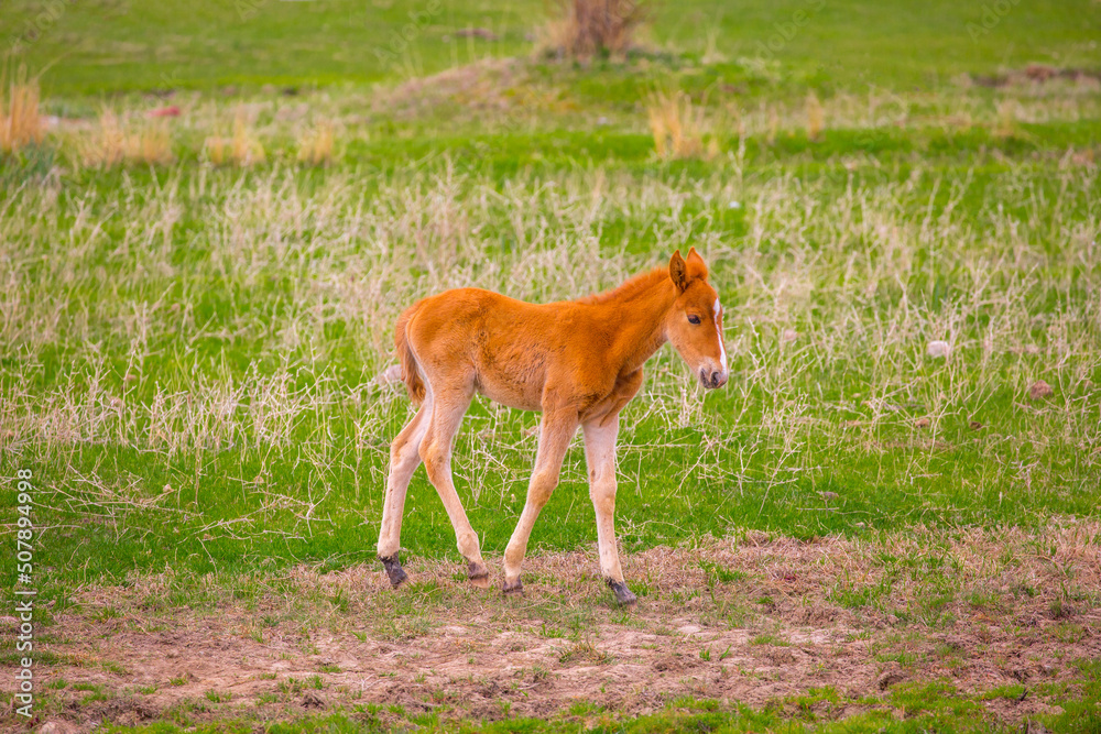 Horses gallop over mountains and hills. A herd of horses grazes in the autumn meadow. Livestock concept, with place for text. Horses gallop over mountains and hills. A herd of horses grazes in the autumn meadow. Livestock concept, with place for text.