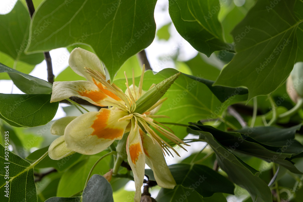 Obraz premium Tulip tree with blooming tulip-like flowers and green deciduous foliage
