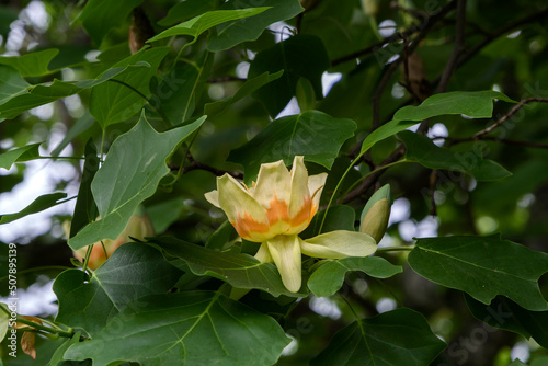 Tulip tree with blooming tulip-like flowers and green deciduous foliage
