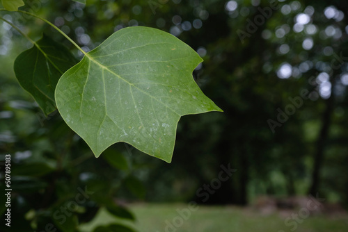 Tulip tree green leaf