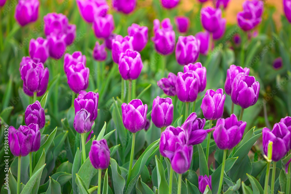 Blooming Tulips. Spring floral background. Field of bright beautiful tulips close-up. Pink and purple tulips at a flower festival in Holland. long banner