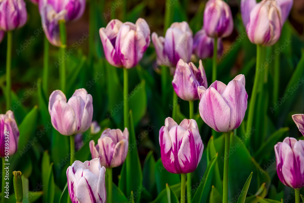 Blooming Tulips. Spring floral background. Field of bright beautiful tulips close-up. Pink and purple tulips at a flower festival in Holland. long banner Blooming Tulips. Spring floral background. Field of bright beautiful tulips close-up. Pink and purple tulips at a flower festival in Holland. long banner