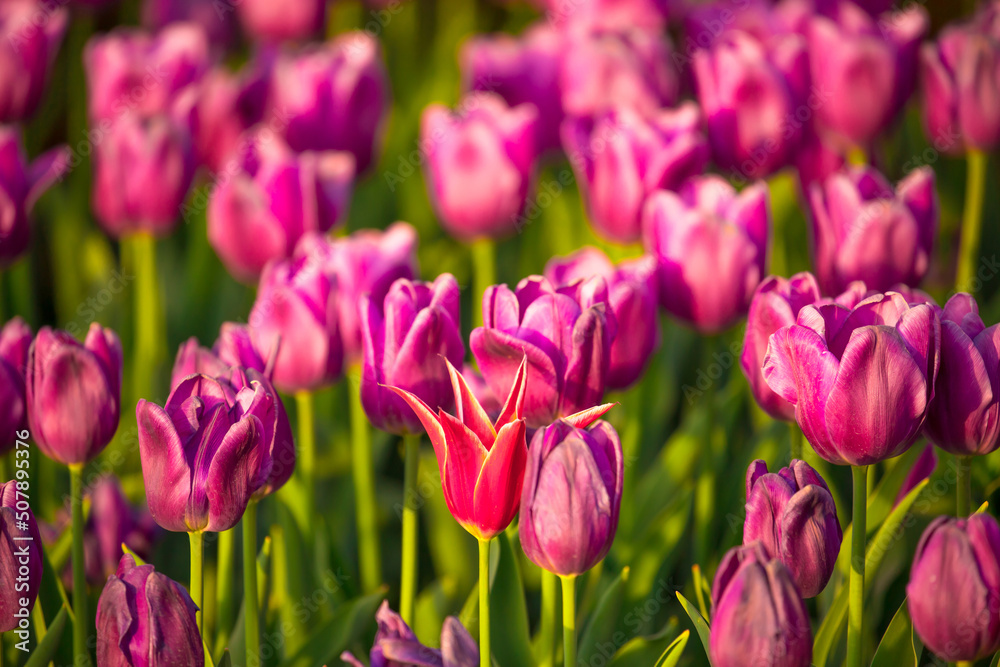 Blooming Tulips. Spring floral background. Field of bright beautiful tulips close-up. Pink and purple tulips at a flower festival in Holland. long banner Blooming Tulips. Spring floral background. Field of bright beautiful tulips close-up. Pink and purple tulips at a flower festival in Holland. long banner