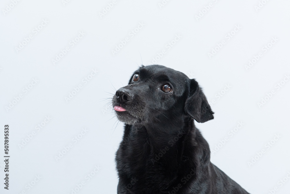 retrato de cachorro preto com língua de fora