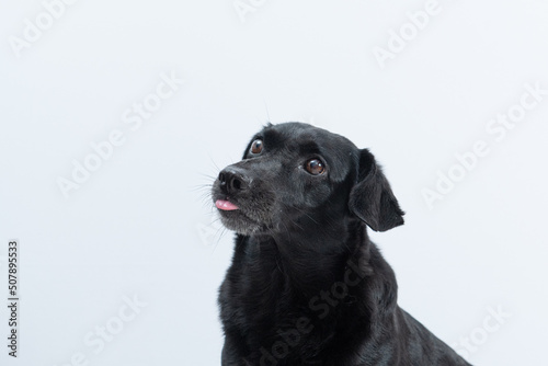 retrato de cachorro preto com língua de fora © Leandro