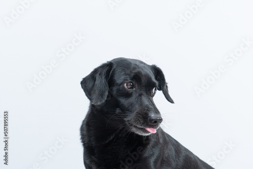 Fototapeta Naklejka Na Ścianę i Meble -  retrato de cachorro preto com língua de fora