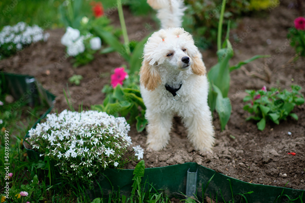 apricot poodle puppy stands on a flower bed and looks away