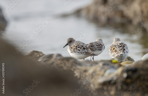 Sandpiper on a beach at sunset