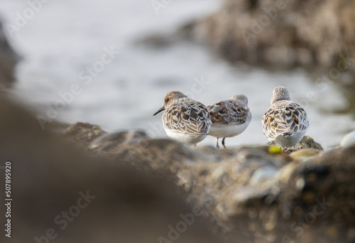Sandpiper on a beach at sunset
