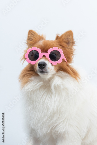 retrato de spitz com óculos rosa em fundo branco © Leandro