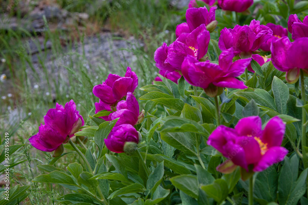 Endemic wild mountain fowers in Ida Mountain Endemic wild mountain fowers in Ida Mountain