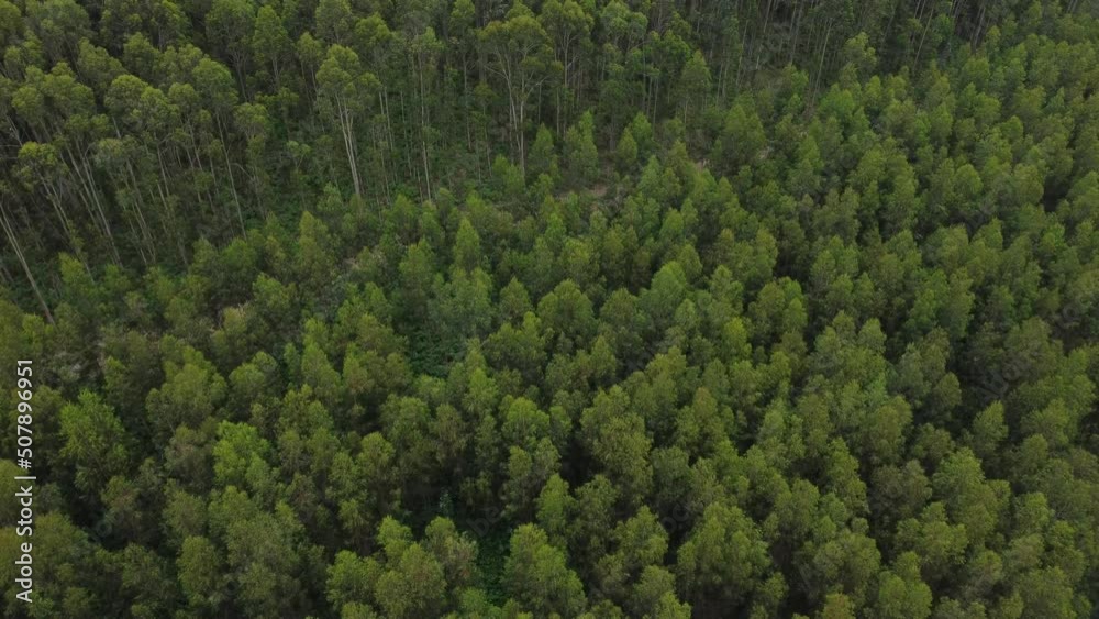 view from forest drone with trees and path view from forest drone with trees and path