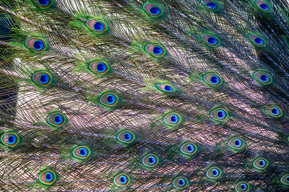 Obraz premium peacock tail, background of peacock feathers, macro photography