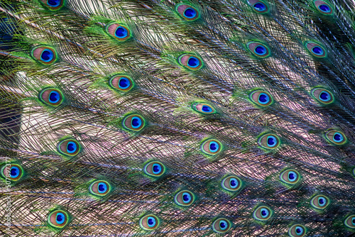 peacock tail, background of peacock feathers, macro photography