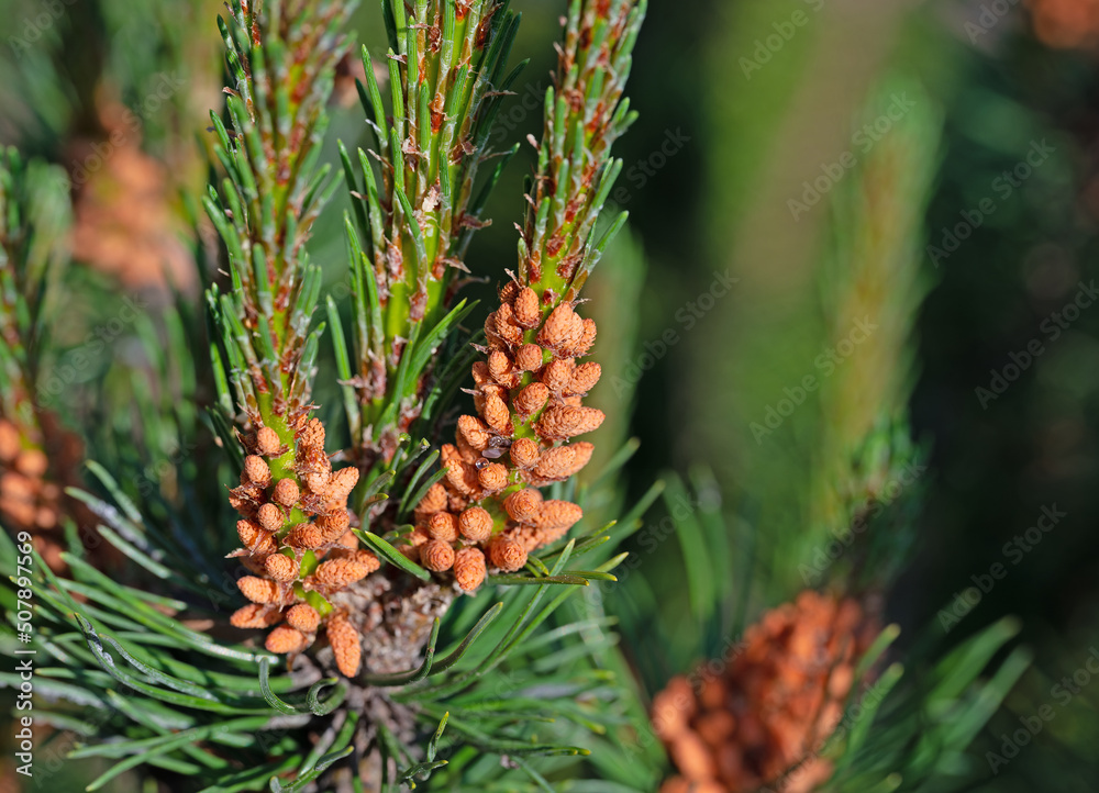 Blüten der Bergkiefer, Pinus mugo Blüten der Bergkiefer, Pinus mugo