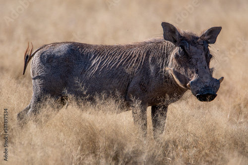 A warthog with huge tusks on in this portrait from Namibia, Africa photo