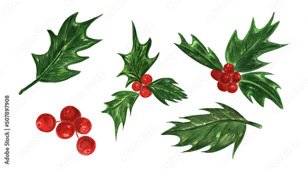 Set of botanical elements of green holly leaves and clusters of berries. Set of botanical elements of green holly leaves and clusters of berries.