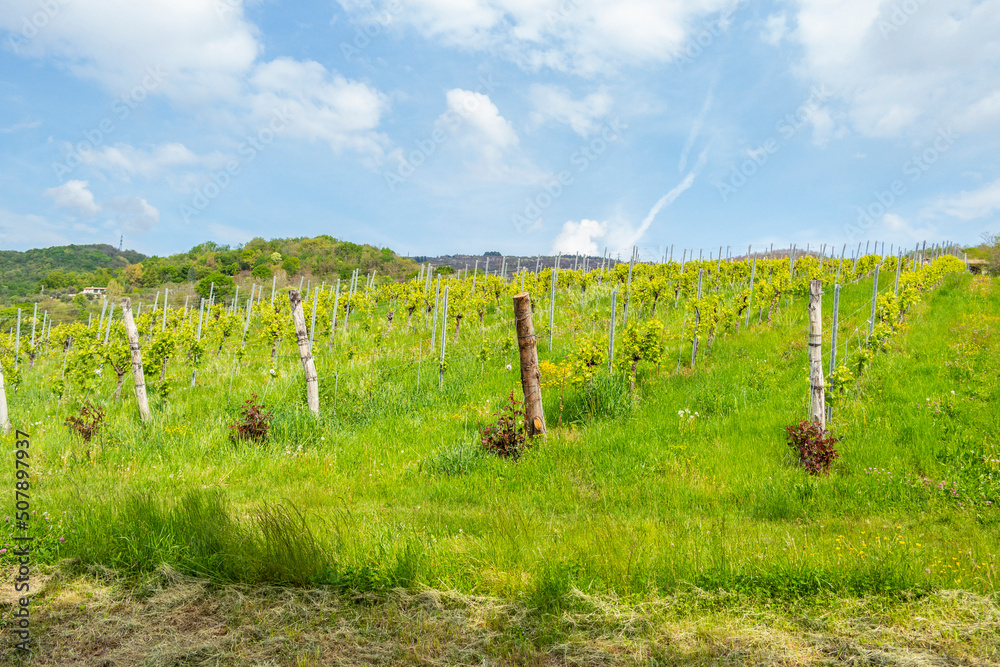 Obraz premium Gorgeous grape vineyard in spring