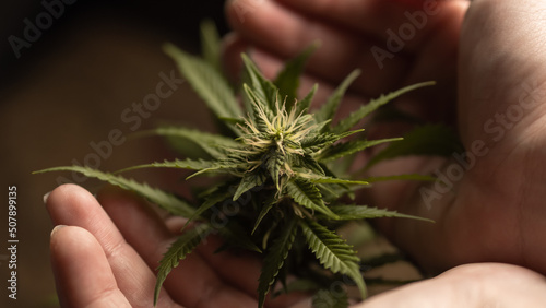 Marijuana canabis with human hand. Marijuana business. Home Grow legal Recreational cannabis. Growing cannabis in Agriculture.