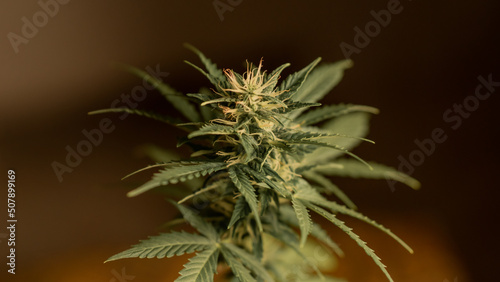 Cannabis plant. Growing cannabis. Science harvest marijuana cannabis plants in science lab for making medicine and herb product. Marijuana canabis on field.