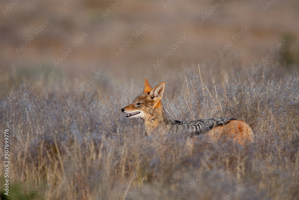 Fototapeta premium Black-backed jackal in the grass in Namibia