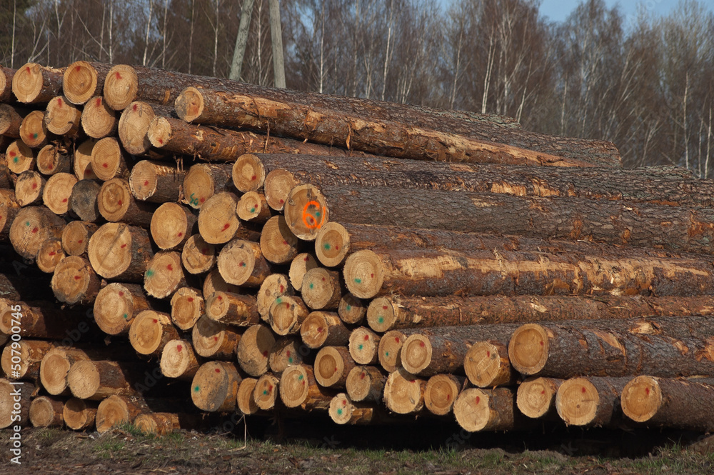 logging,in the photo, wooden logs in close-up logging,in the photo, wooden logs in close-up