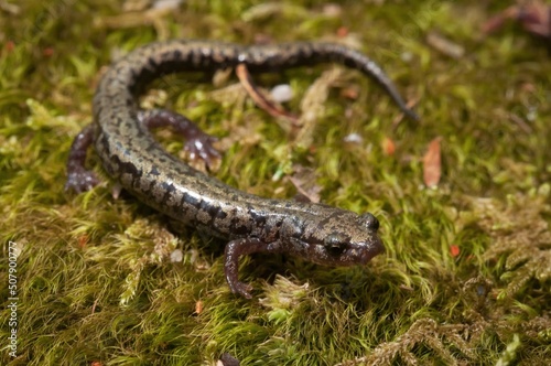 Weller's salamander macro portrait 