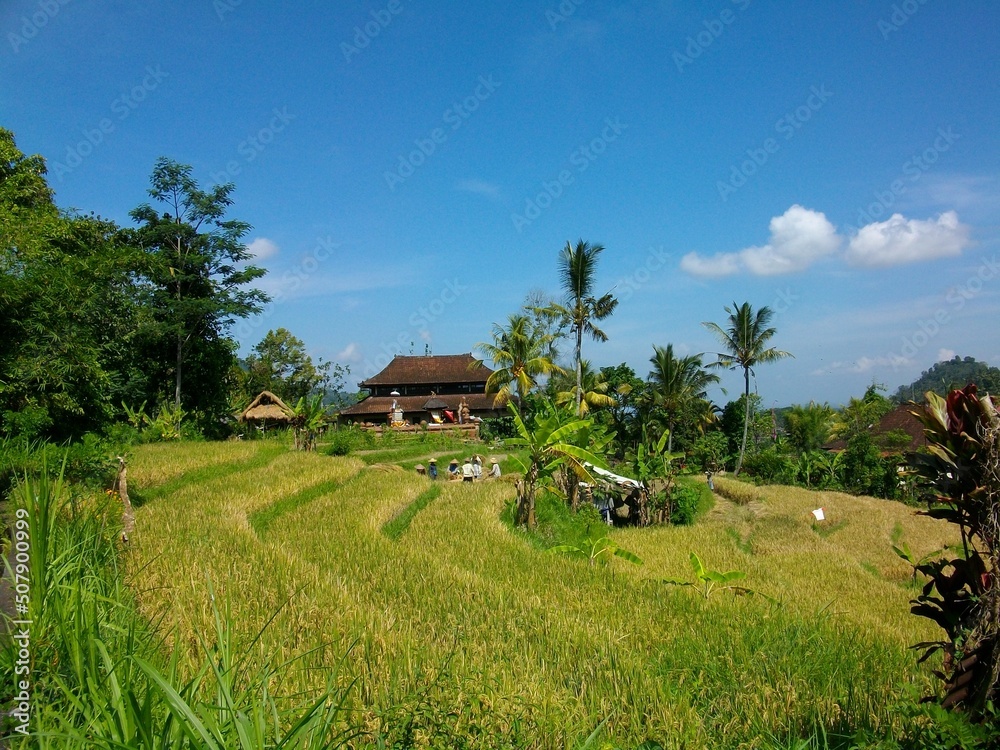 rizières en terrasses indonésie bali