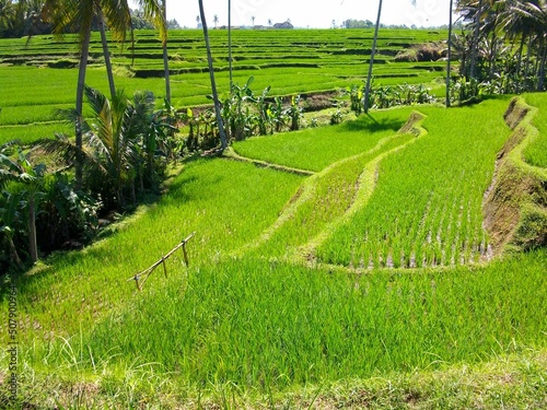 rizières en terrasses indonésie java