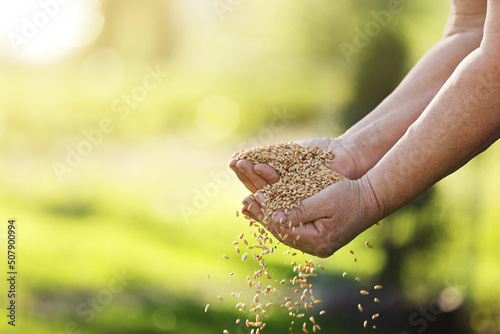 Wheat grains fall from old hand in the wheat field at the golden hour time. Concept of the peace. Close Up Nature Photo Idea Of A Rich Harvest.