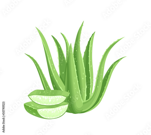 Aloe Vera isolated on white background. Medicinal plant and leaf slices. Vector illustration in cartoon flat style.