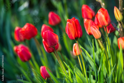 tulipes