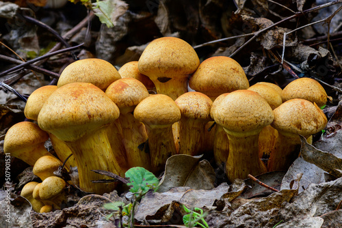 Gymnopilus junonius photo